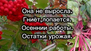 17-09-2025Она не выросла. Гниёт,лопнула.Осенние работы в огороде. Остатки урожая.