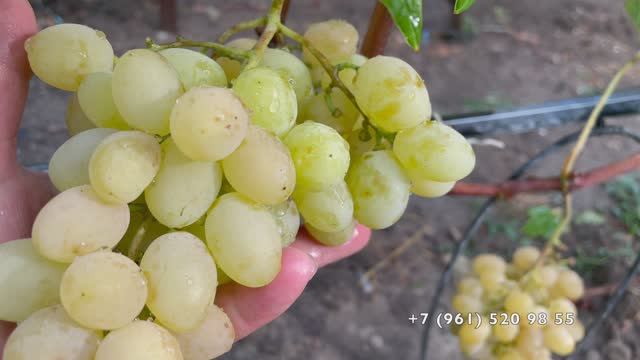 Виноград Рататуй 16.09.25 год, Новороссийск. смотреть онлайн