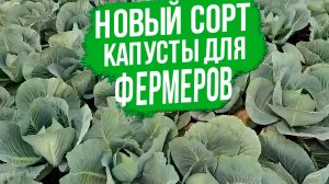 Капуста сетевого качества! Идеальна для промышленного производства.
