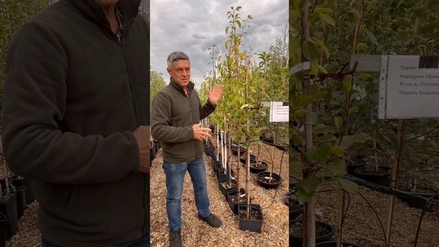 Что делать со «ржавчиной», которая появляется на листьях груши