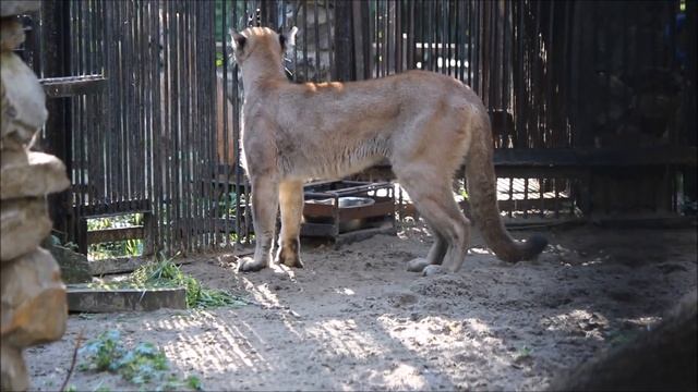 У пум проходит тренинг 15.09.2025 смотреть онлайн
