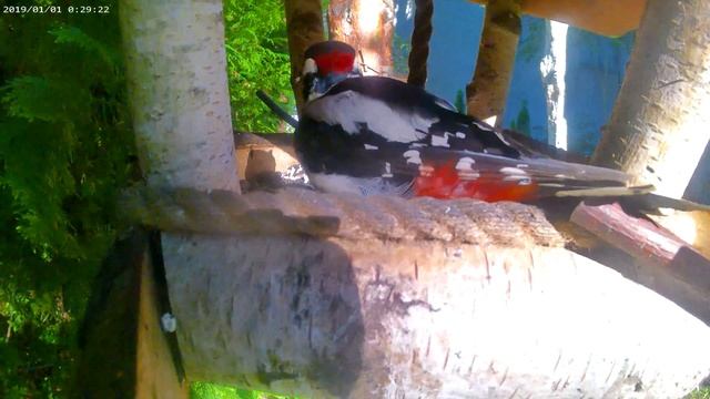 дятел у кормушки смотреть онлайн