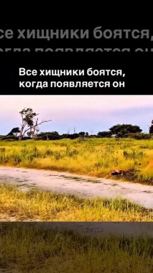 Все хищники боятся,когда появляется он...