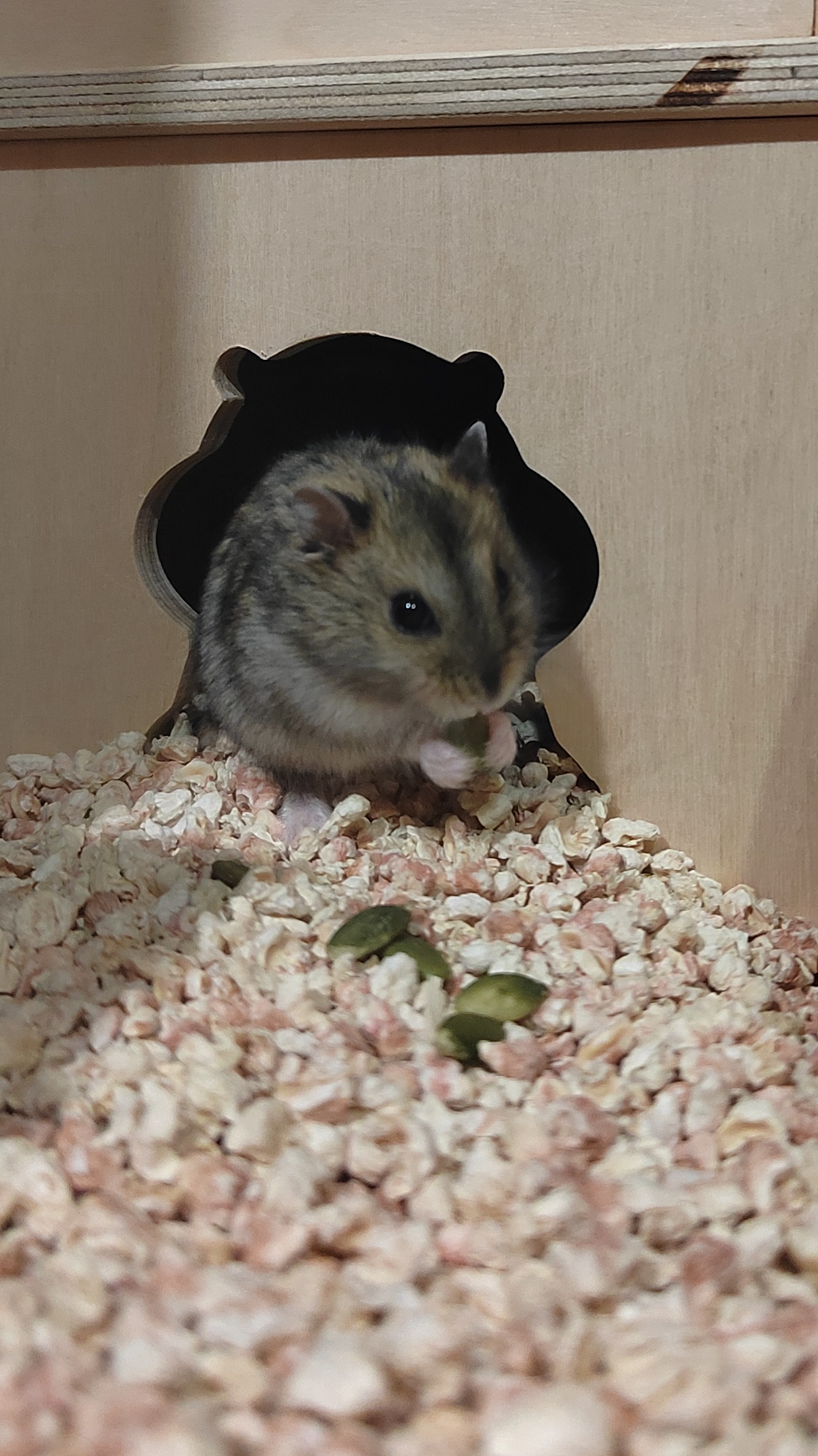 Будни хомяка. Пробуем тыквенные семечки #shorts смотреть онлайн