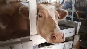 Вет.обработка/Герда в панике/Купили уголь и побелили сарай