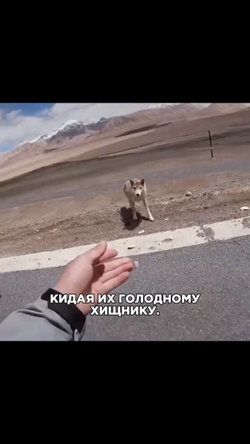 Они встретили ГОЛОДНОГО ВОЛКА #опасность #волк #гонщики #мотоциклы смотреть онлайн