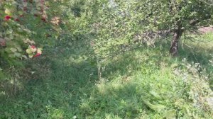 Участок. Купили старую усадьбу. Обзор на барский сад. Гуляю по саду как Барин.