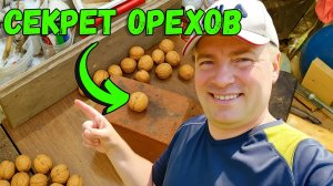 Разбить грецкий орех без молотка — лёгкий способ, которого вы не знали!
