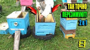 КАК ОРГАНИЗОВАТЬ 100% ЗИМОВКУ СЛАБЫХ СЕМЕЙ И ОТВОДКОВ НА УЛИЦЕ (НА ВОЛЕ)? ПЧЕЛОВОДСТВО 25-33