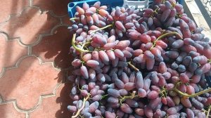 Срезал виноград Флагман, кишмиш Лучистый и Ландыш 16.09.25г.,виноградник Король В. Н. г.Краснодар