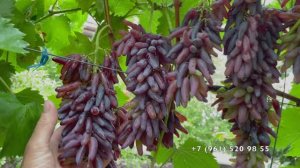 Виноград  Хеллоуин  16.09.25 год, Новороссийск.