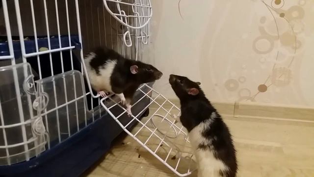 Крысы дерутся Когда нужно вмешаться?! (krisyaki pupsyaki my rats and cows) смотреть онлайн