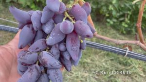 Виноград зреет. 14.08.25 год, Новороссийск, Краснодарский край.2 Часть.