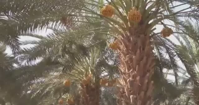 ... Что растёт на Пальмах... смотреть онлайн