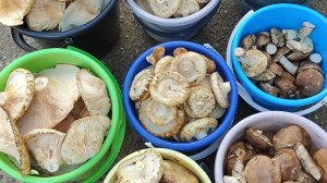 В лес за грибами // собираем на  заказ 🔥//