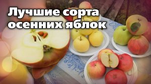 Сорта яблонь осеннего срока созревания. Отличный вкус, высокая урожайность, хорошее хранение