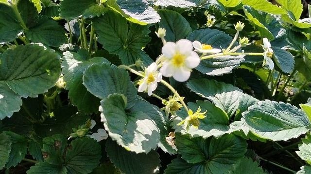 Зацвели морозники в сентябре + виноград, клубника, яблоки, флоксы, розы 2025 смотреть онлайн