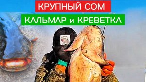 КРУПНЫЙ СОМ на КВОК! СОМ на КАЛЬМАРА  и КРЕВЕТКУ. РЫБАЛКА на сома. Ловля сома с квоком.