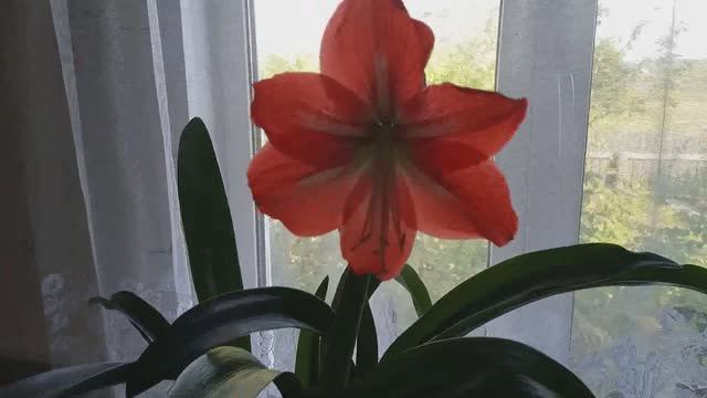 В РАЙОН / Что КУПИЛИ / ГОСТЬЯ смотреть онлайн