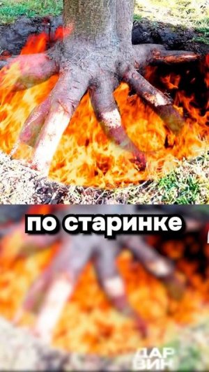 Дерево 10 Мужик