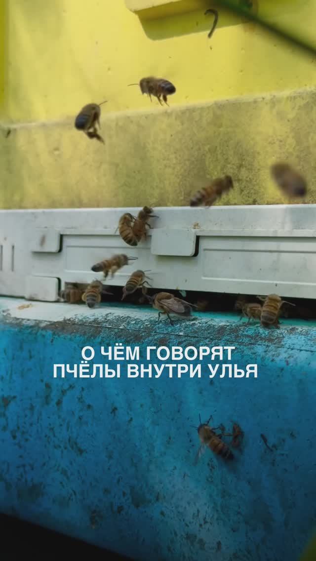 подслушано пчеловодом