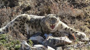 Снежный барс, ирбис