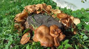 Дачный участок в сентябре. Цветы в сентябре на даче. Краски осени