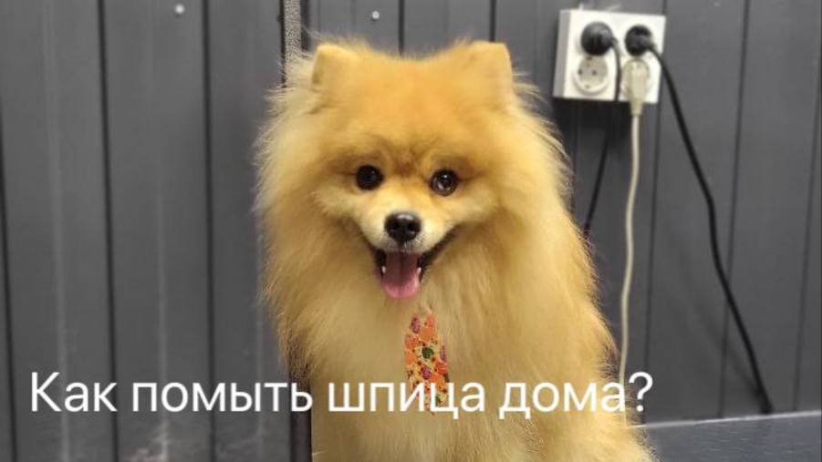 Как мыть шпица в домашних условиях? #шпиц #собаки #зоосалон смотреть онлайн