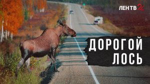 Как избежать столкновения с животными на дороге и что делать, если оно произошло. ЛенТВ24 объясняет