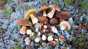 КОГДА НЕТ ГРИБОВ ЭТИ БЕЛЫЕ ПОРАДУЮТ ЛЮБОГО ГРИБНИКА! ТИХАЯ ОХОТА В ЯМАЛЬСКОМ ЧИСТОМ ЛЕСУ!