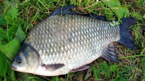 БЕШЕНЫЙ КЛЁВ КАРАСЯ НА КОРМУШКИ! ЛОВЛЯ КАРАСЯ В СЕНТЯБРЕ НА КАШУ! ЖОР КАРАСЯ НА ДОНКИ. РЫБАЛКА 2025