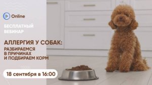 Вебинар «Аллергия у собак: разбираемся в причинах и подбираем корм»