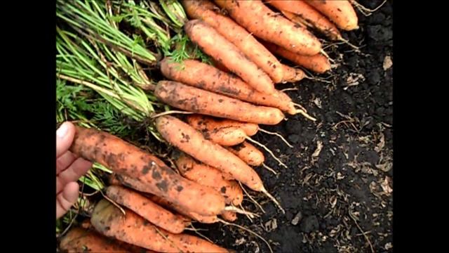 Морковь сорт САМСОН