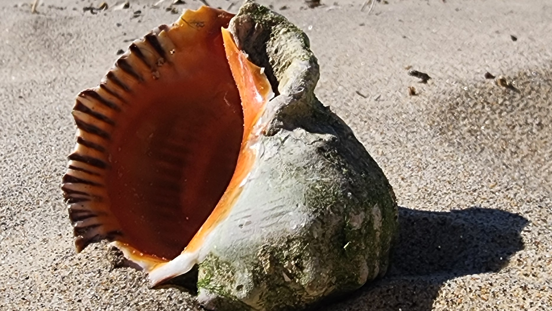 Как почистить и приготовить черноморскую рапану