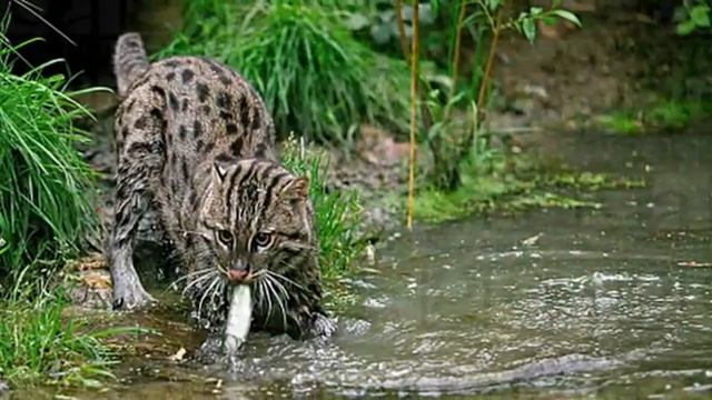 Почему кошки боятся воды смотреть онлайн