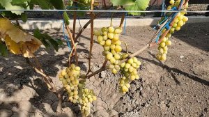 Сорт винограда ШАЙН МУСКАТ (Япония).