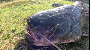 Рыбалка на сома с квоком