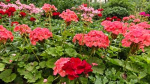 Пеларгонии сделали цветники 2025! Неприхотливая, устойчивая, красивая герань!
