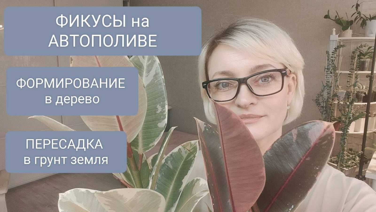 🟢🟣ФИКУС ТИНЕКЕ НА АВТОПОЛИВЕ. ПЕРЕСАДКА В ГРУНТ. ФОРМИРОВАНИЕ В ДЕРЕВО #plants #фикусы смотреть онлайн
