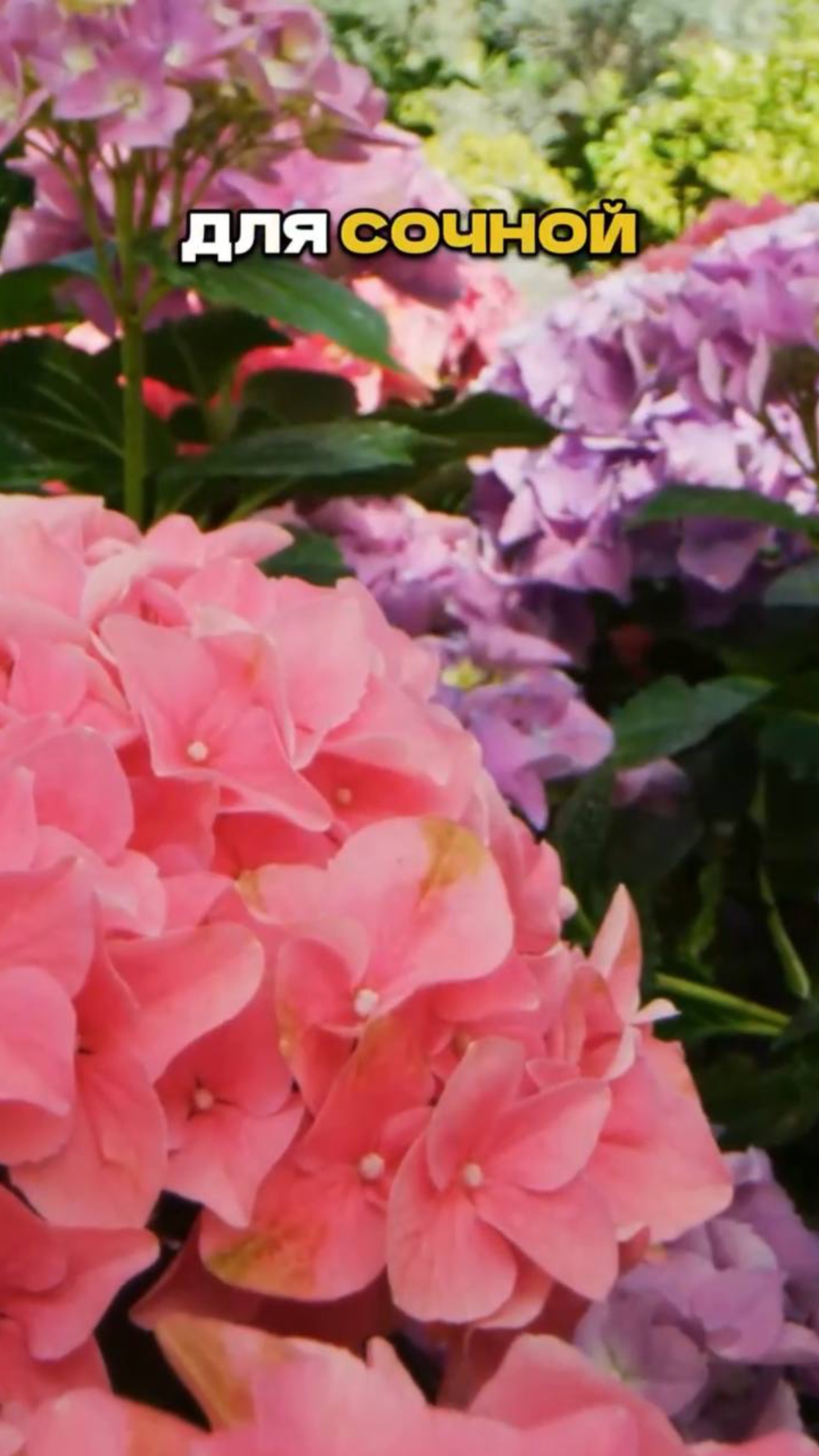 СДЕЛАЙТЕ ЭТО с гортензией ПРЯМО СЕЙЧАС!🪻💦 смотреть онлайн