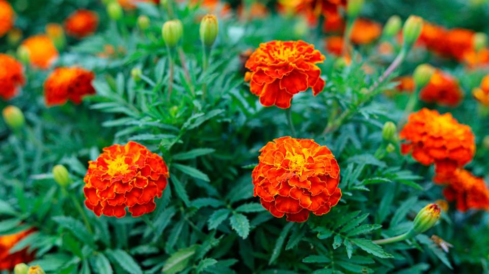 Шампанское из бархатцев. Красивая мелодия Осенний блюз смотреть онлайн