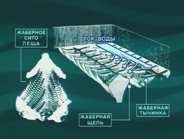 Зачем при питании регулирует размер отверстий своего «процеживающего аппарата» Лещ — Abramis brama ? смотреть онлайн