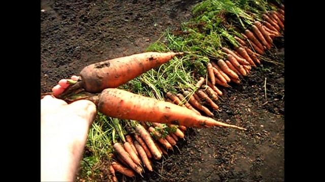 Морковь сорт ЛОСИНООСТРОВСКАЯ