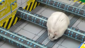 Приключения Хомячка в Лабиринте - Соревнование