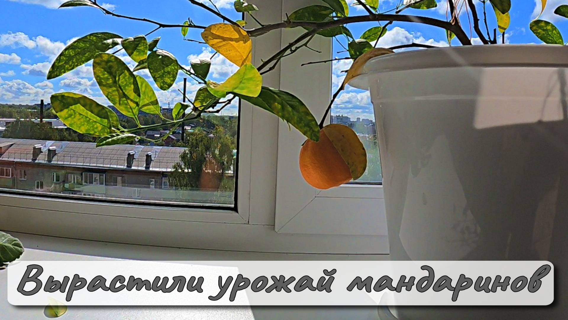 ВЫРАСТИЛИ УРОЖАЙ МАНДАРИНОВ смотреть онлайн