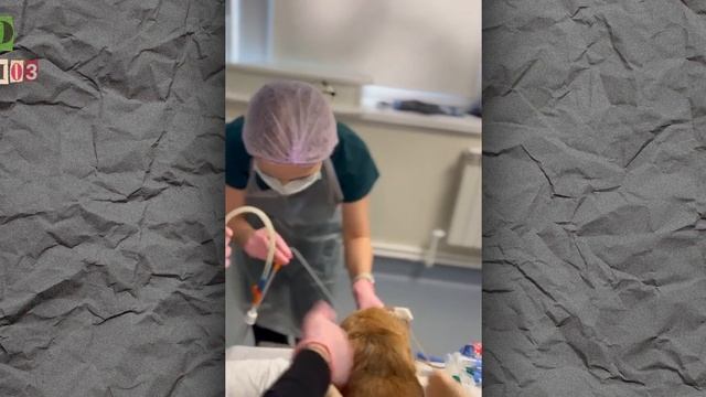 Pro диагноз. Хронический бронхит