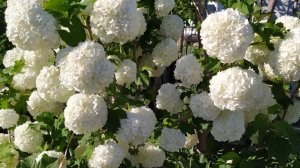 Что посадить в сентябре? Морозостойкие неприхотливые цветы и кустарники, которые стоит посадить