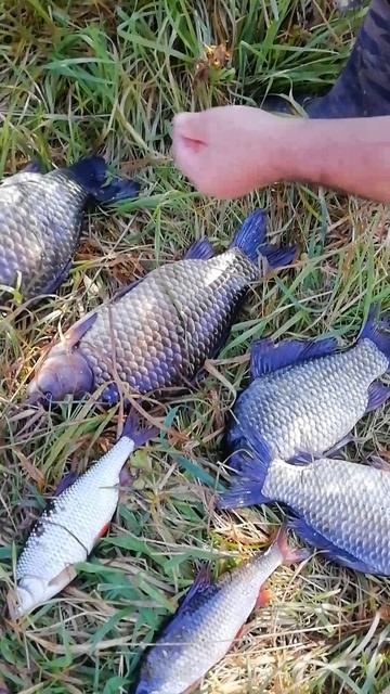 Финиш рыбалки порадовал!!!