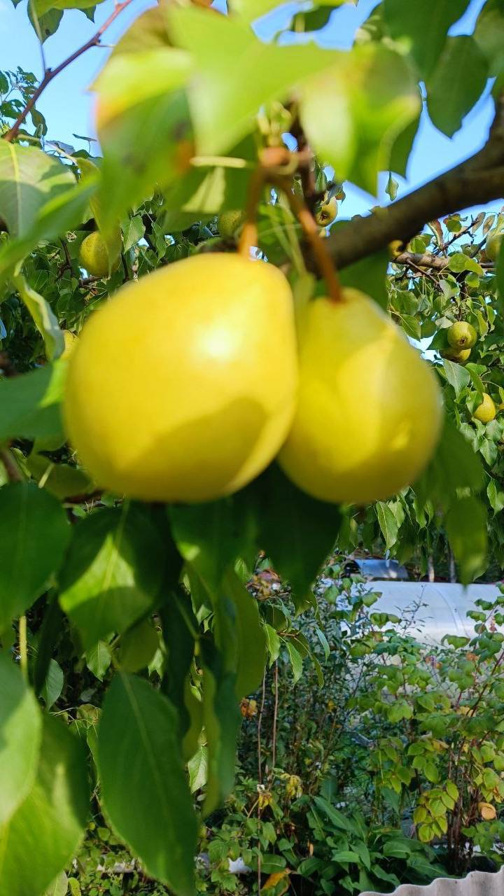 Спелые груши (караоке) смотреть онлайн