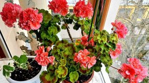 Как правильно обрезать пеларгонии осенью. От "пня" к пышному цветению весной